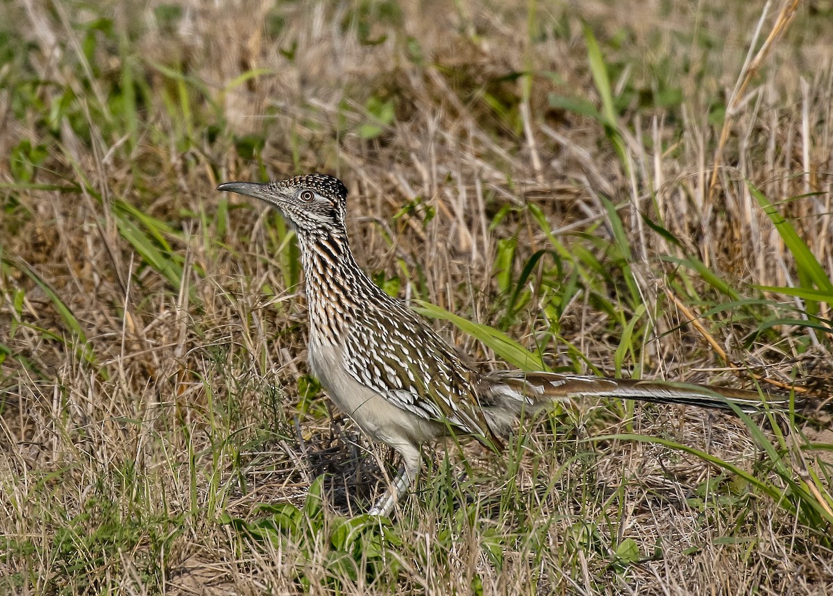Greater Roadrunner - ML631992180