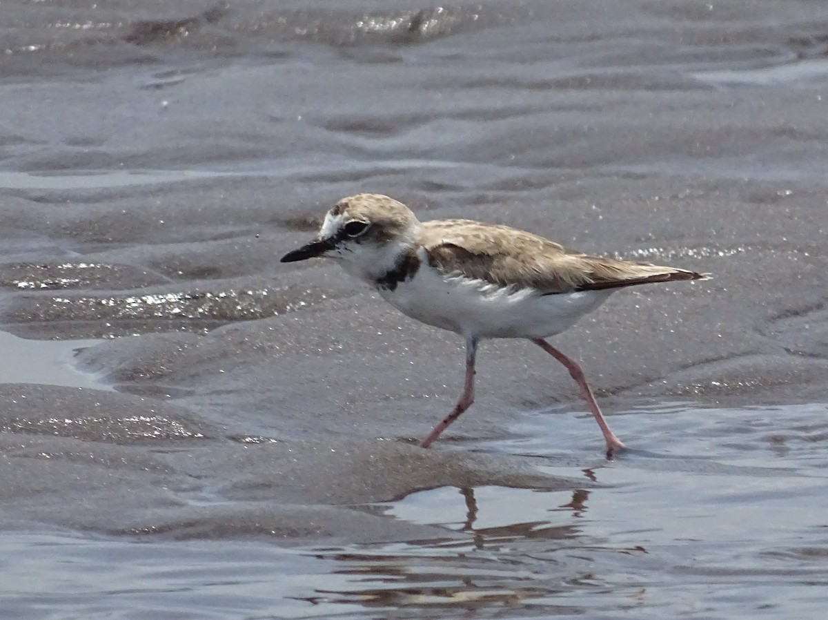 Wilson's Plover - Julio Acosta  ES Tour Guide