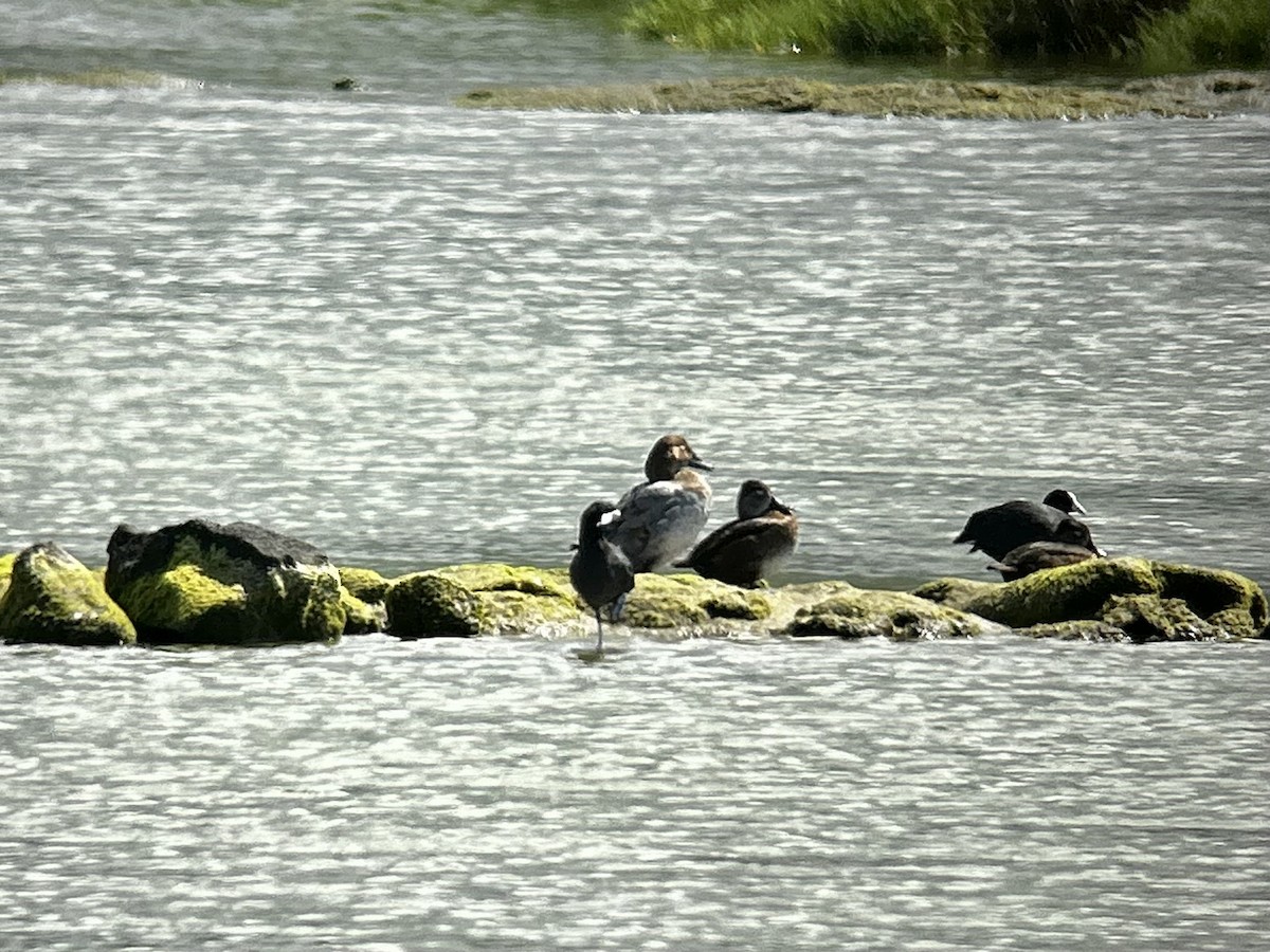 Canvasback - ML631992371