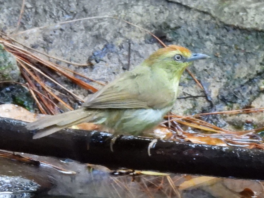 Pin-striped Tit-Babbler - ML631992410