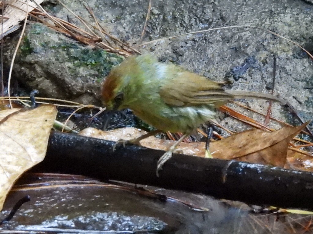 Pin-striped Tit-Babbler - ML631992488