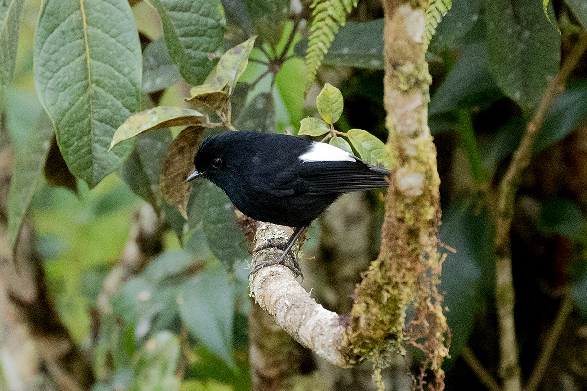 White-winged Robin - Tony Palliser