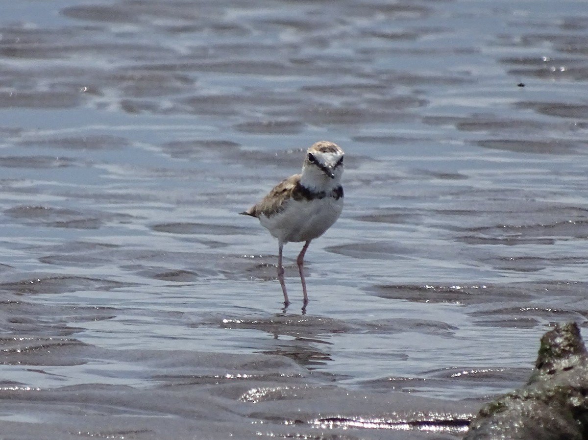 Wilson's Plover - Julio Acosta  ES Tour Guide