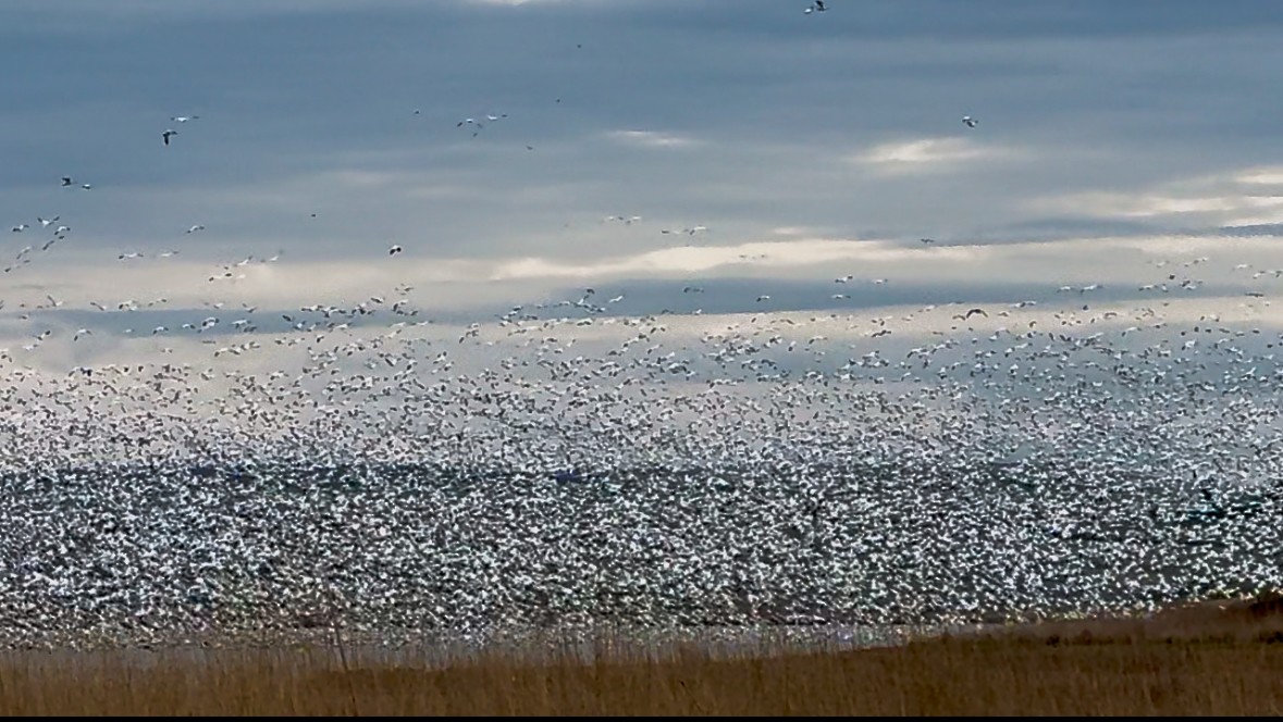 Snow Goose - ML631992717