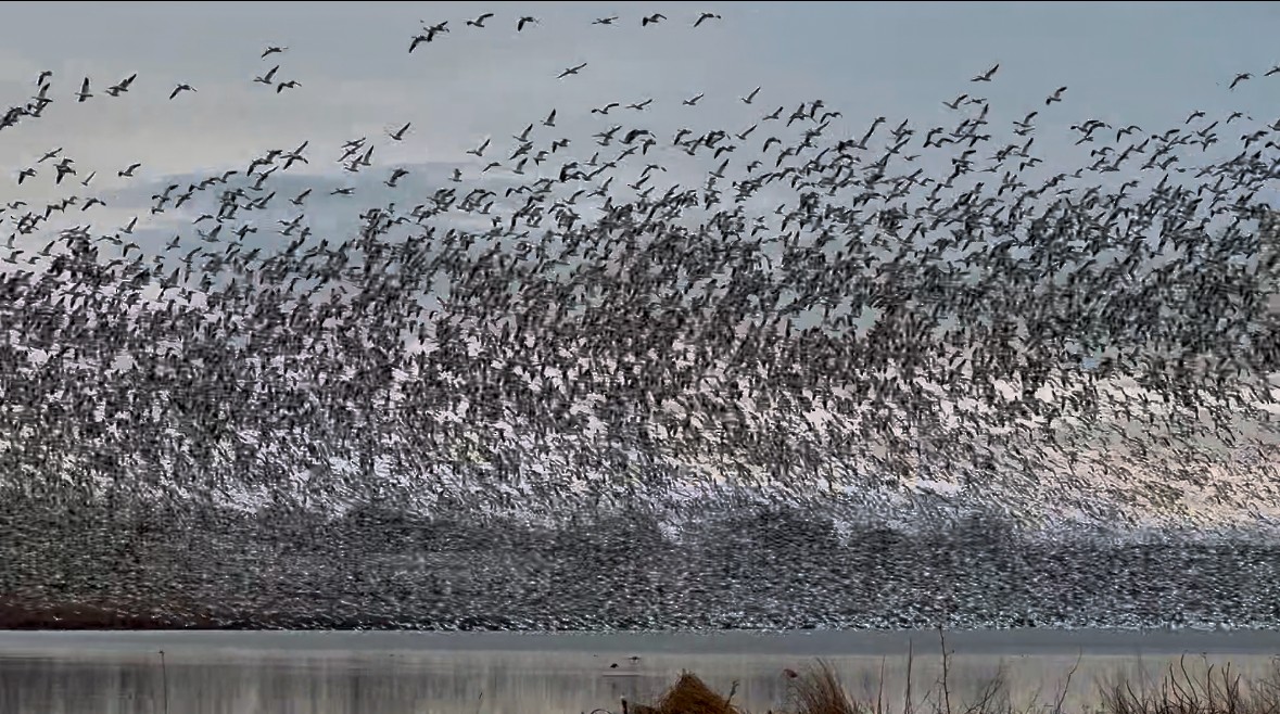 Snow Goose - ML631992718