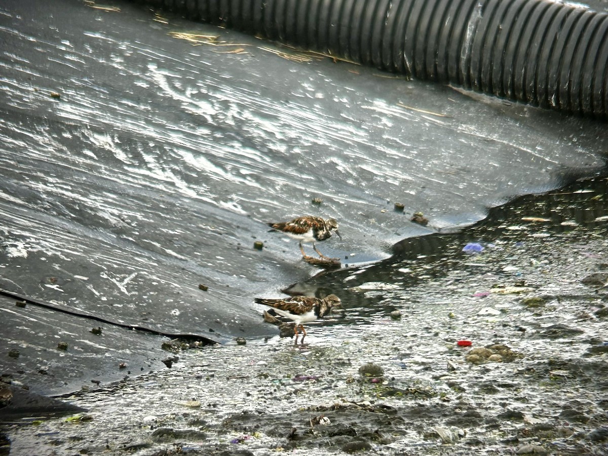 Ruddy Turnstone - ML631992766