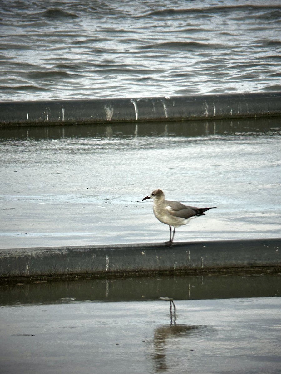Laughing Gull - ML631992777