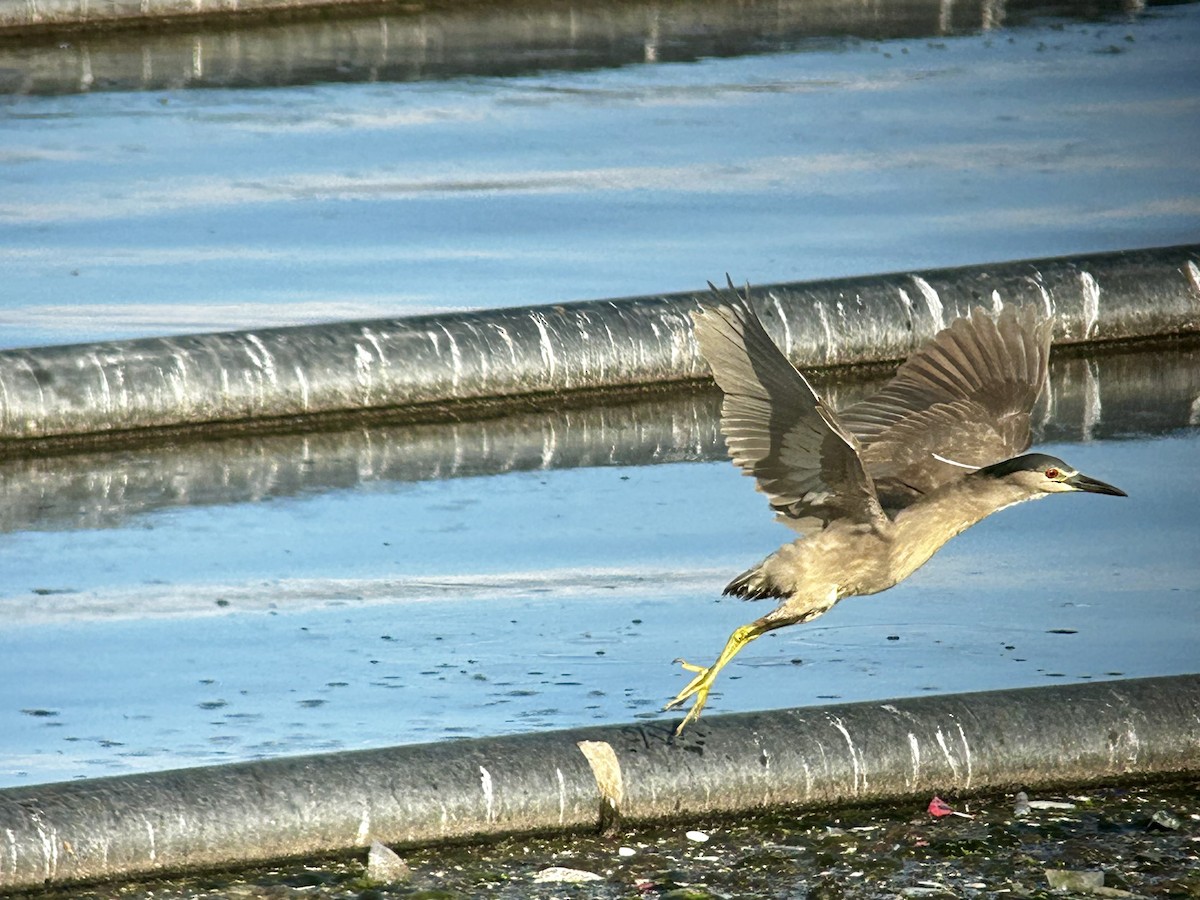 Black-crowned Night Heron - ML631992783