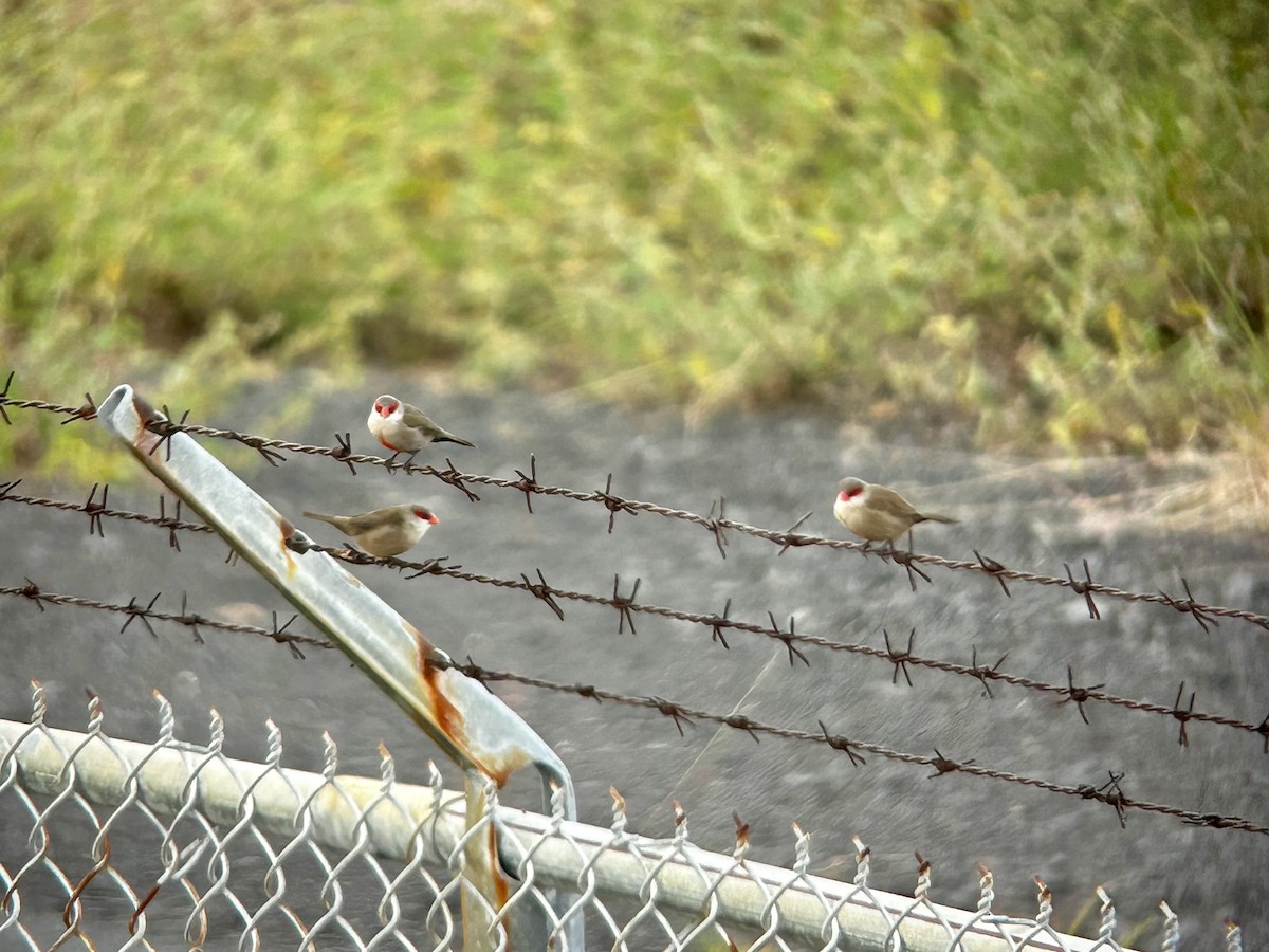 Common Waxbill - ML631992789