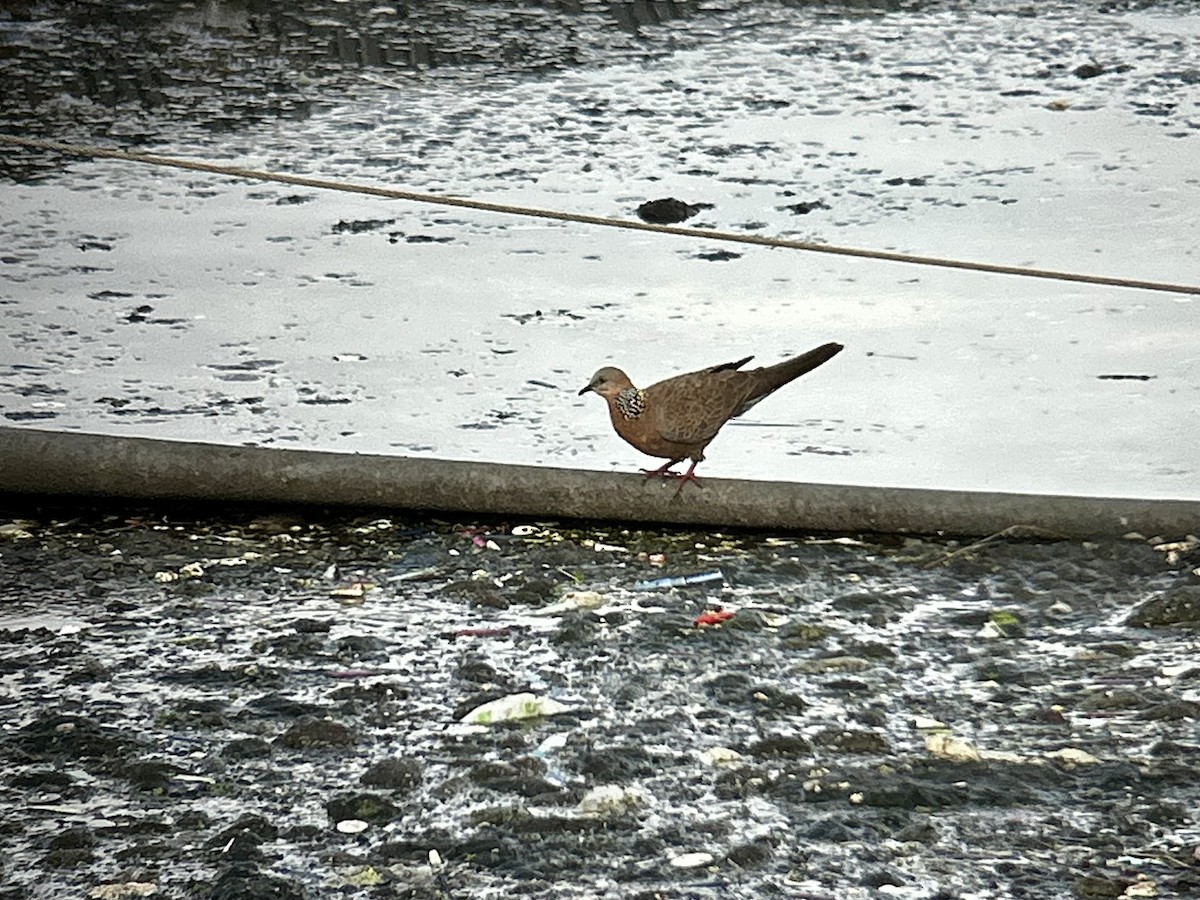 Spotted Dove - ML631992805