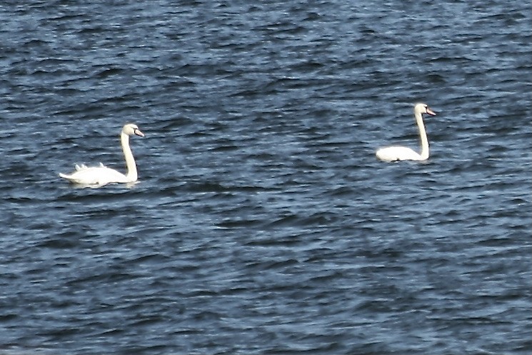 Mute Swan - ML631992812