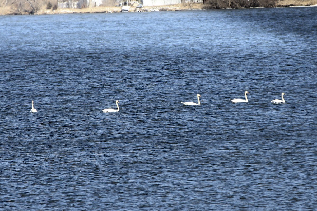 Mute Swan - ML631992813