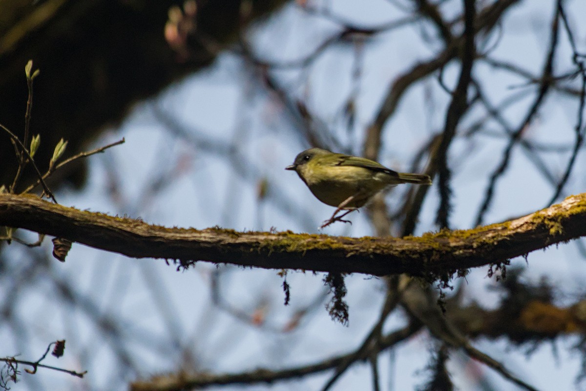 Yeşil Kasapkuşu - ML631992967