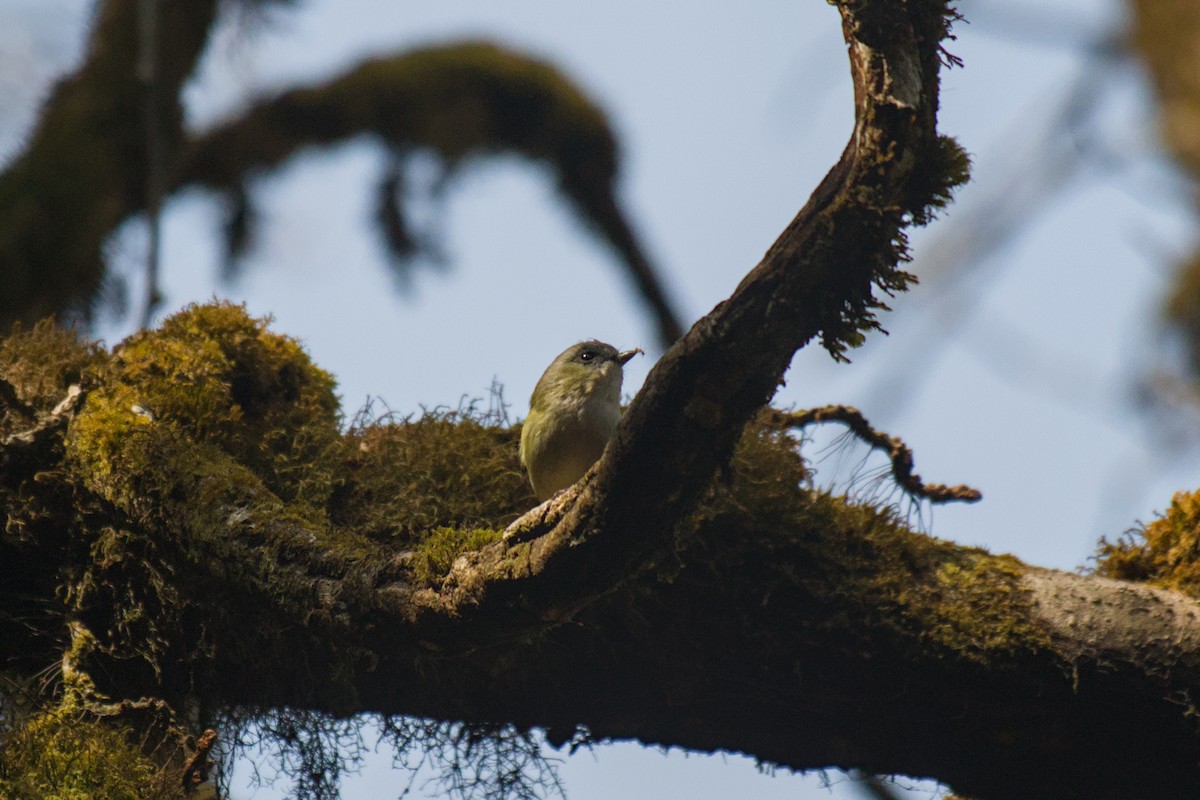 Yeşil Kasapkuşu - ML631992968