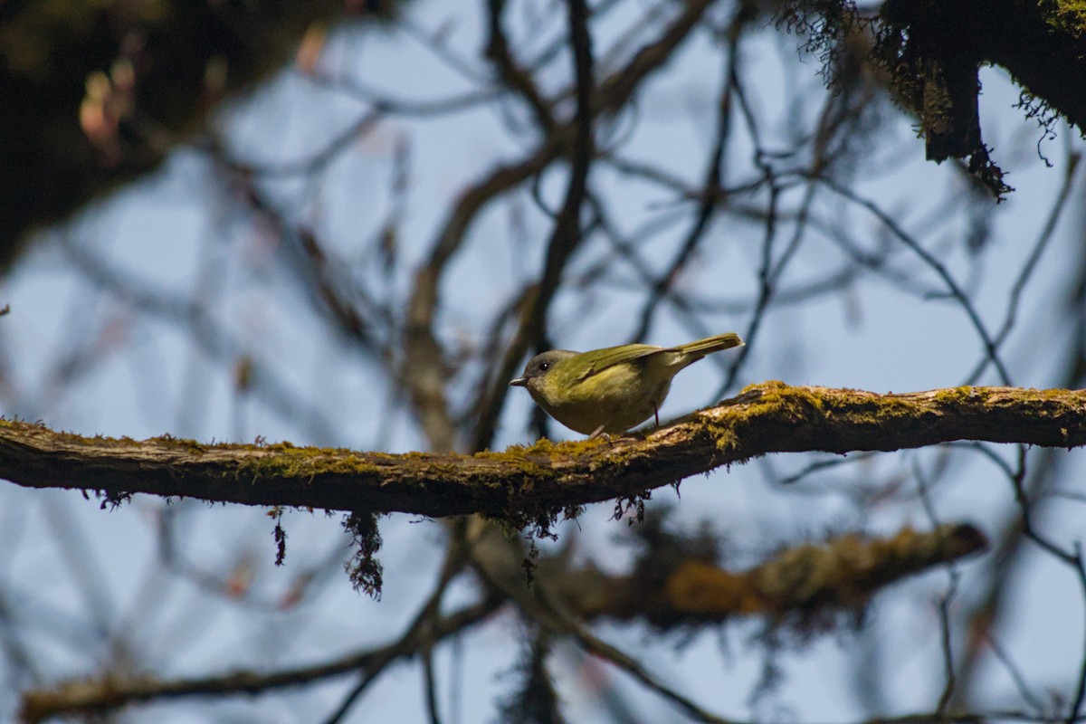 Yeşil Kasapkuşu - ML631992969
