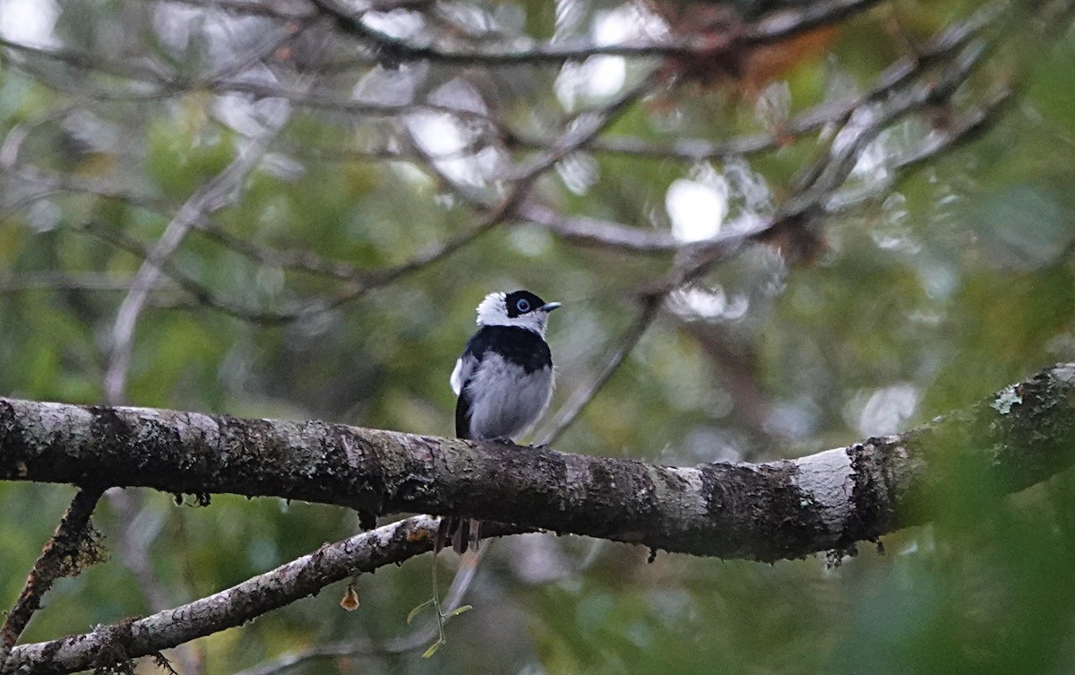 Pied Monarch - ML631993105