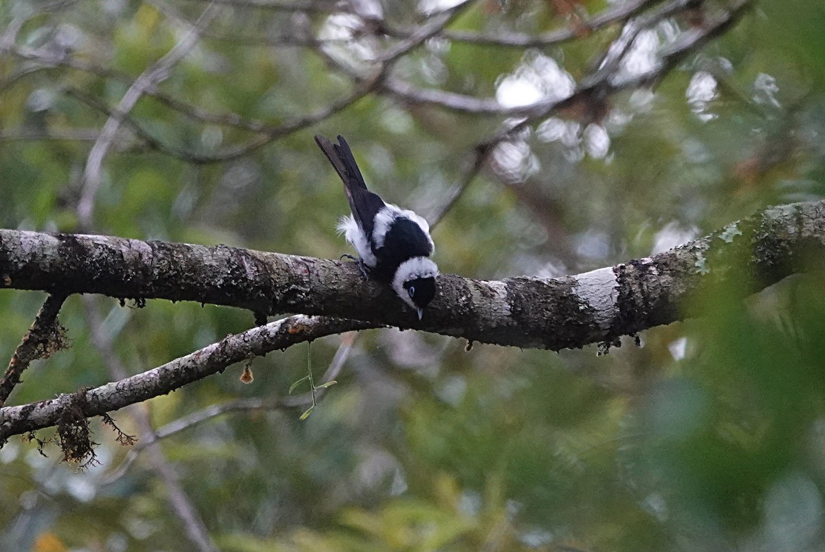 Pied Monarch - ML631993108