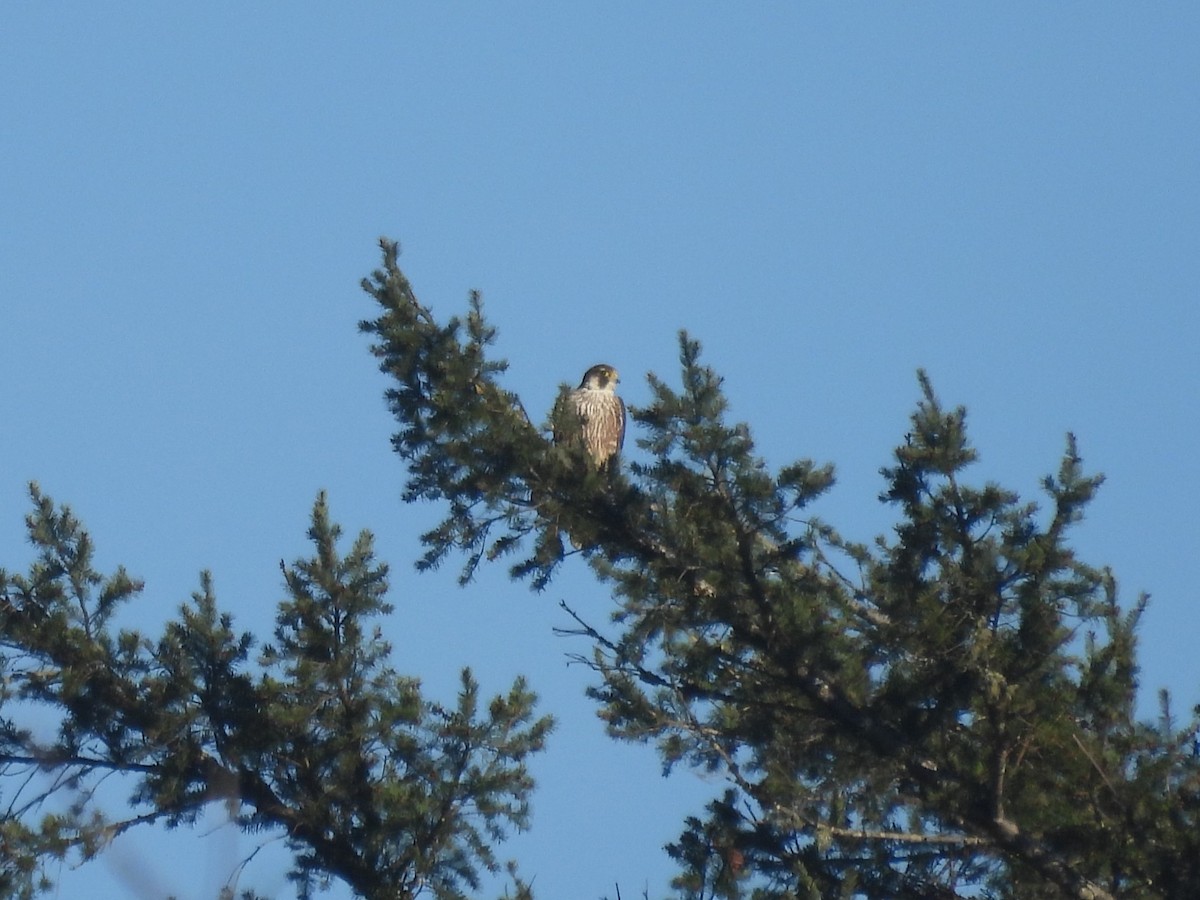 Peregrine Falcon - ML631993117