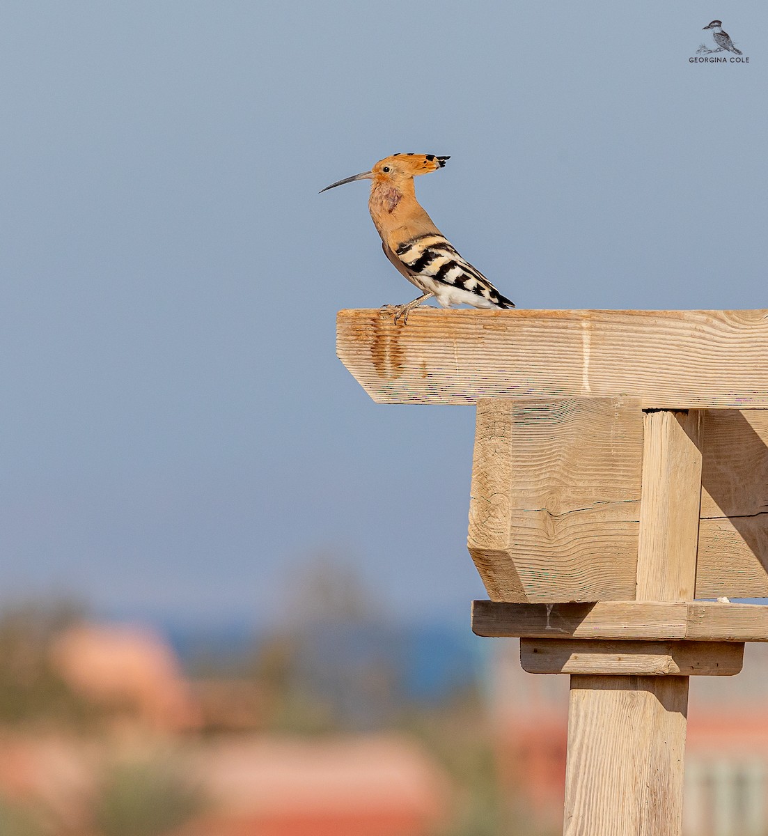 Eurasian Hoopoe - ML631993121