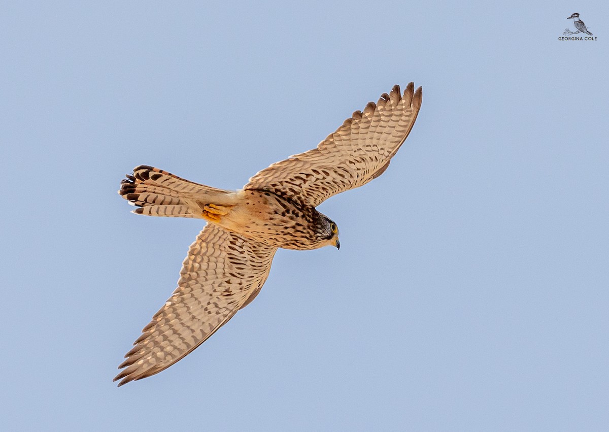 Eurasian Kestrel - ML631993124