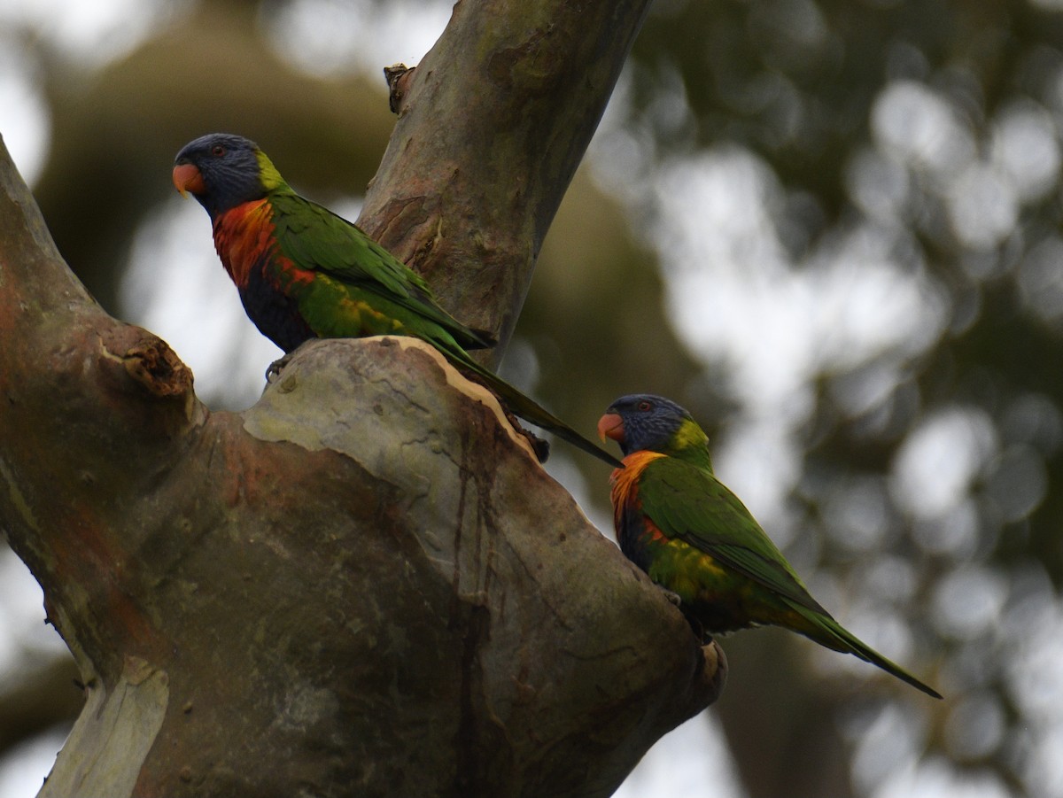 Rainbow Lorikeet - ML631993173