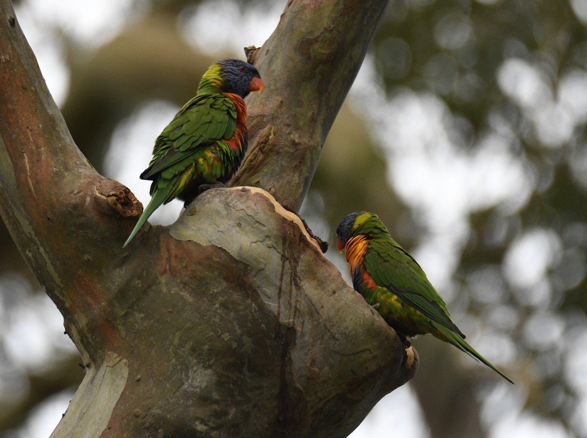 Rainbow Lorikeet - ML631993174