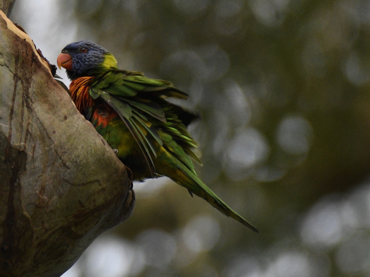 Rainbow Lorikeet - ML631993175
