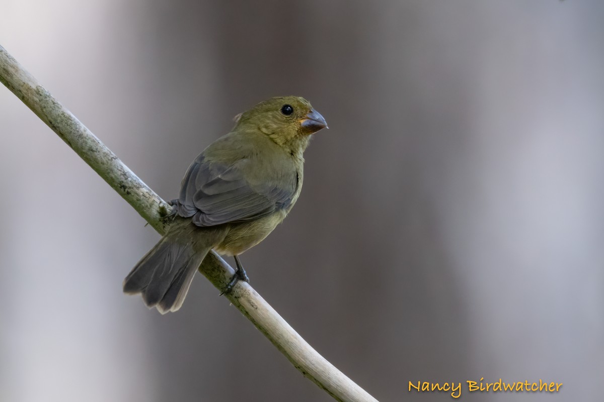 Variable Seedeater - ML631993180