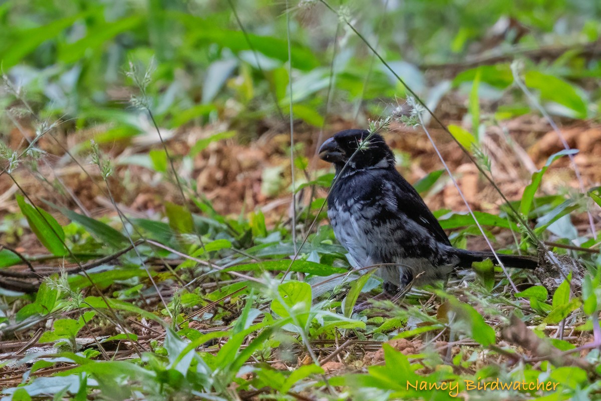 Variable Seedeater - ML631993181