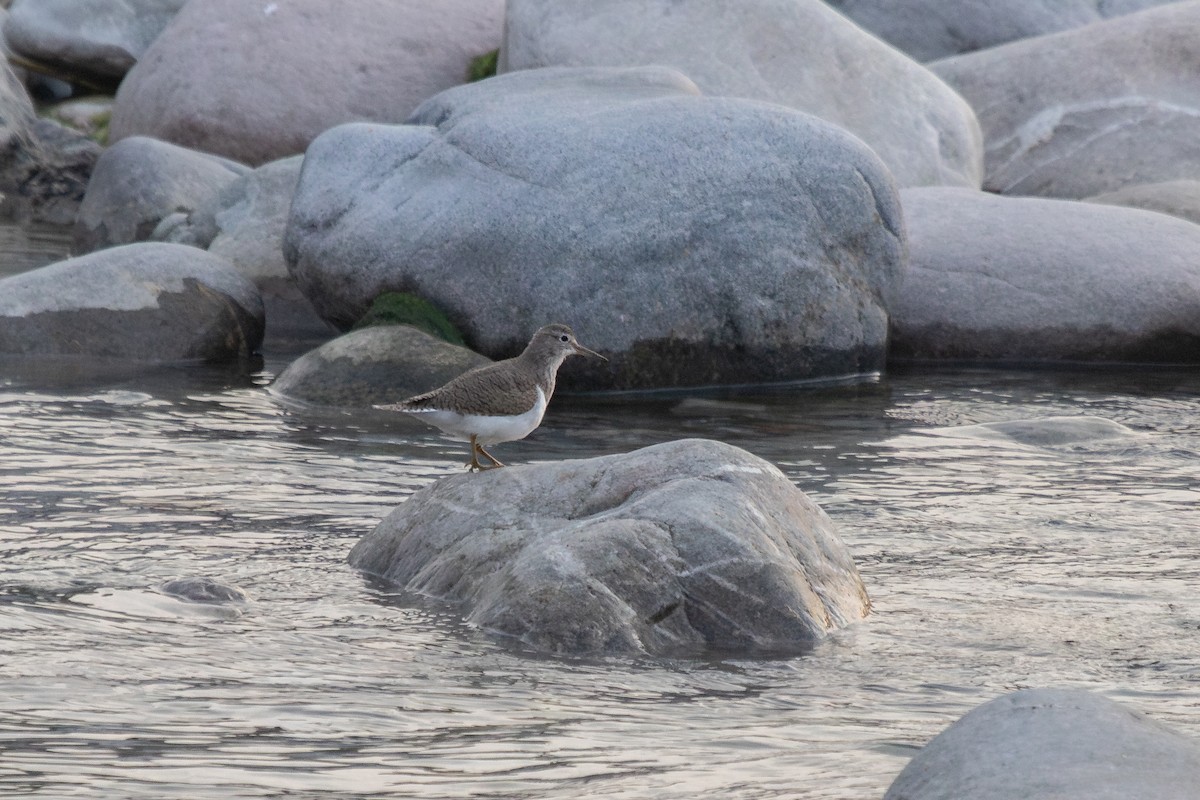 Common Sandpiper - ML631993407