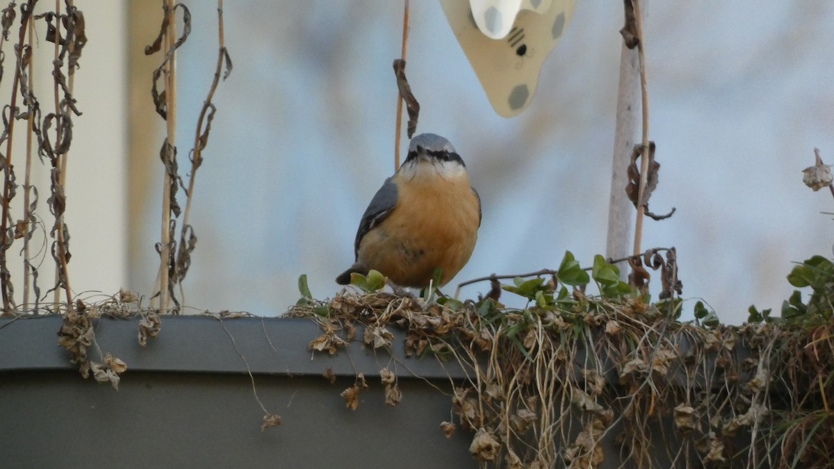 Eurasian Nuthatch - ML631993435