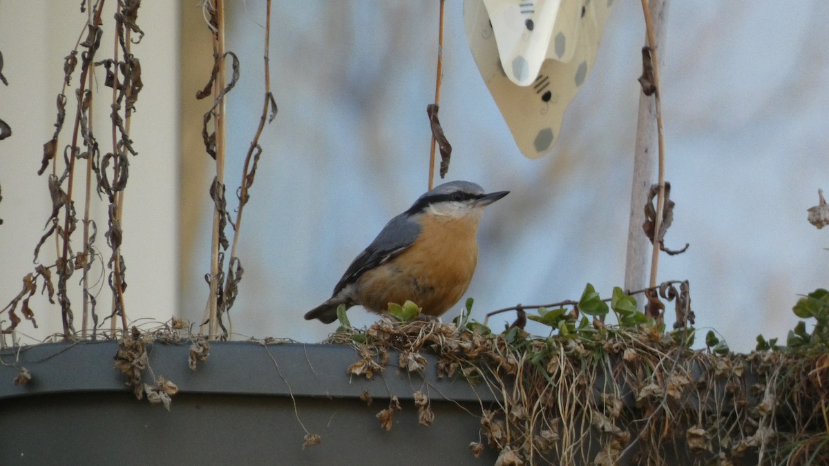 Eurasian Nuthatch - ML631993436