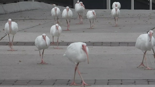 White Ibis - ML631993447