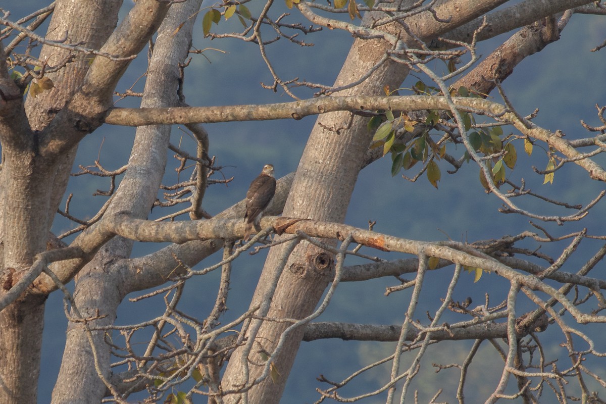 Морин харцага - ML631993461