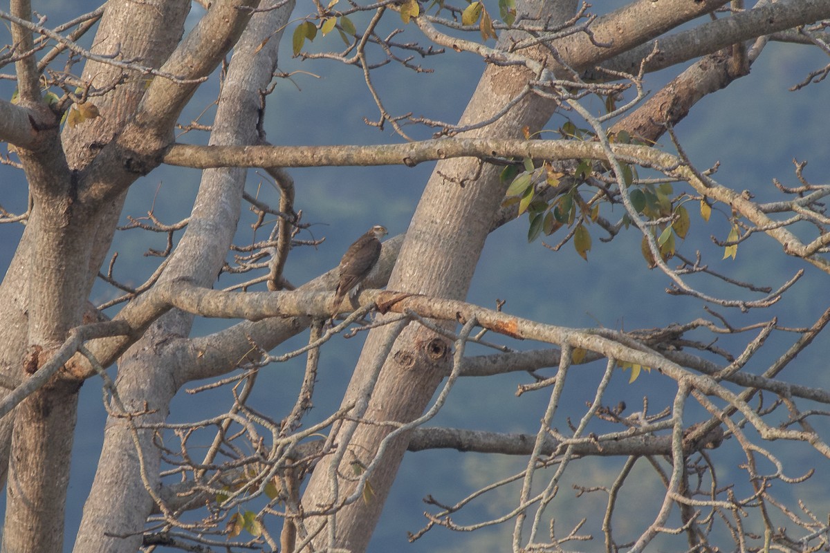 Морин харцага - ML631993462