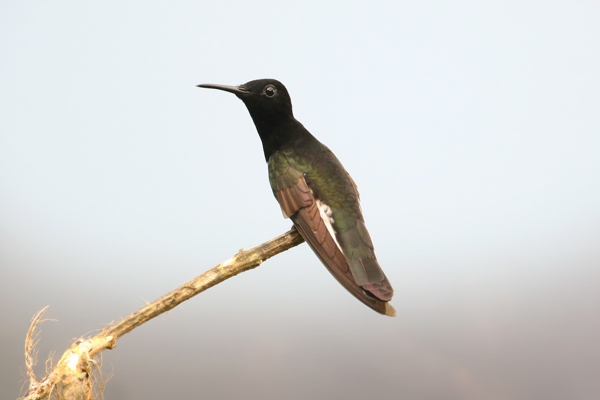 Black Jacobin - ML631993566