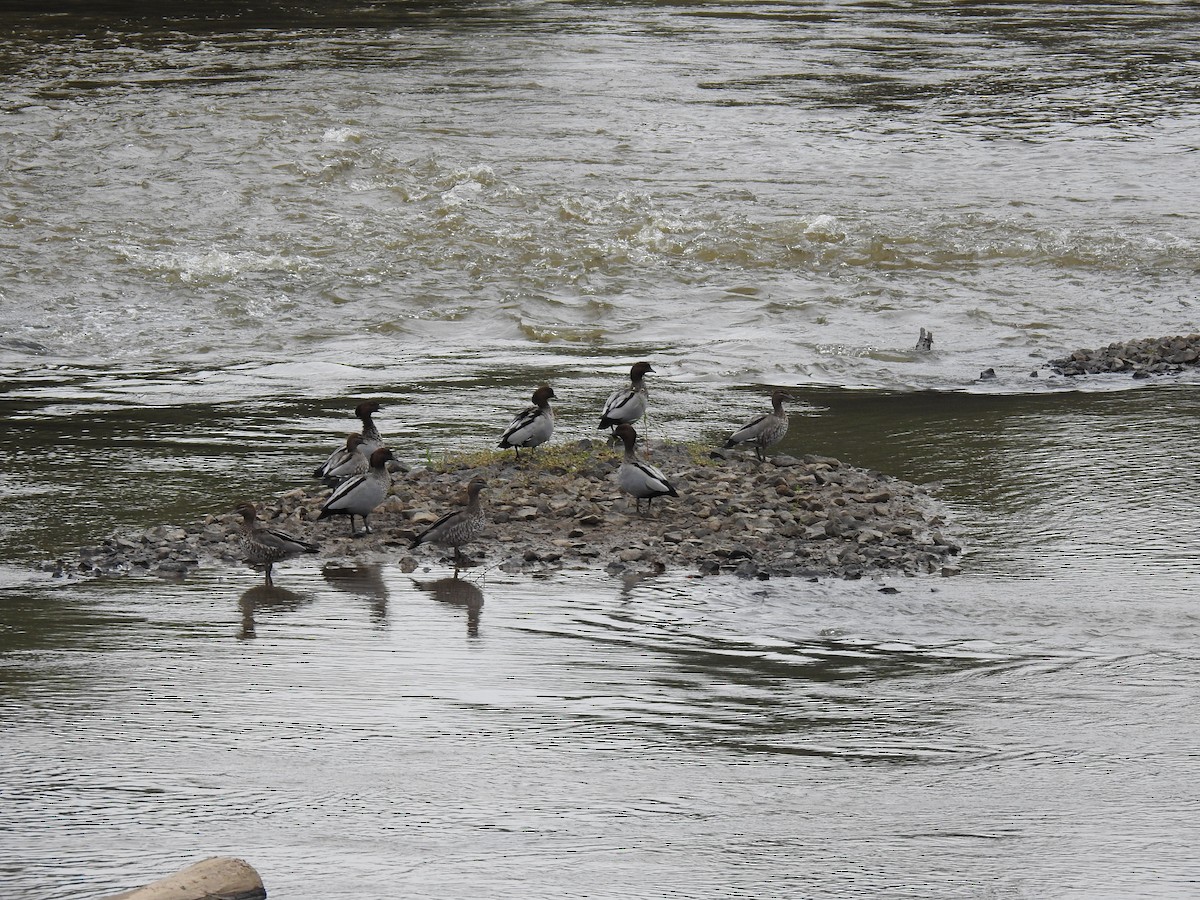 Maned Duck - ML631993787