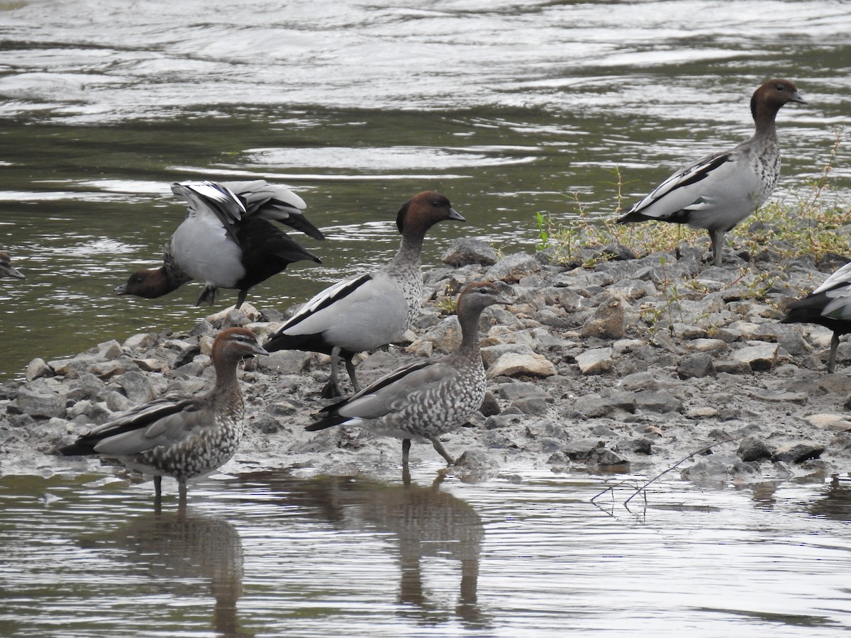 Maned Duck - ML631993790