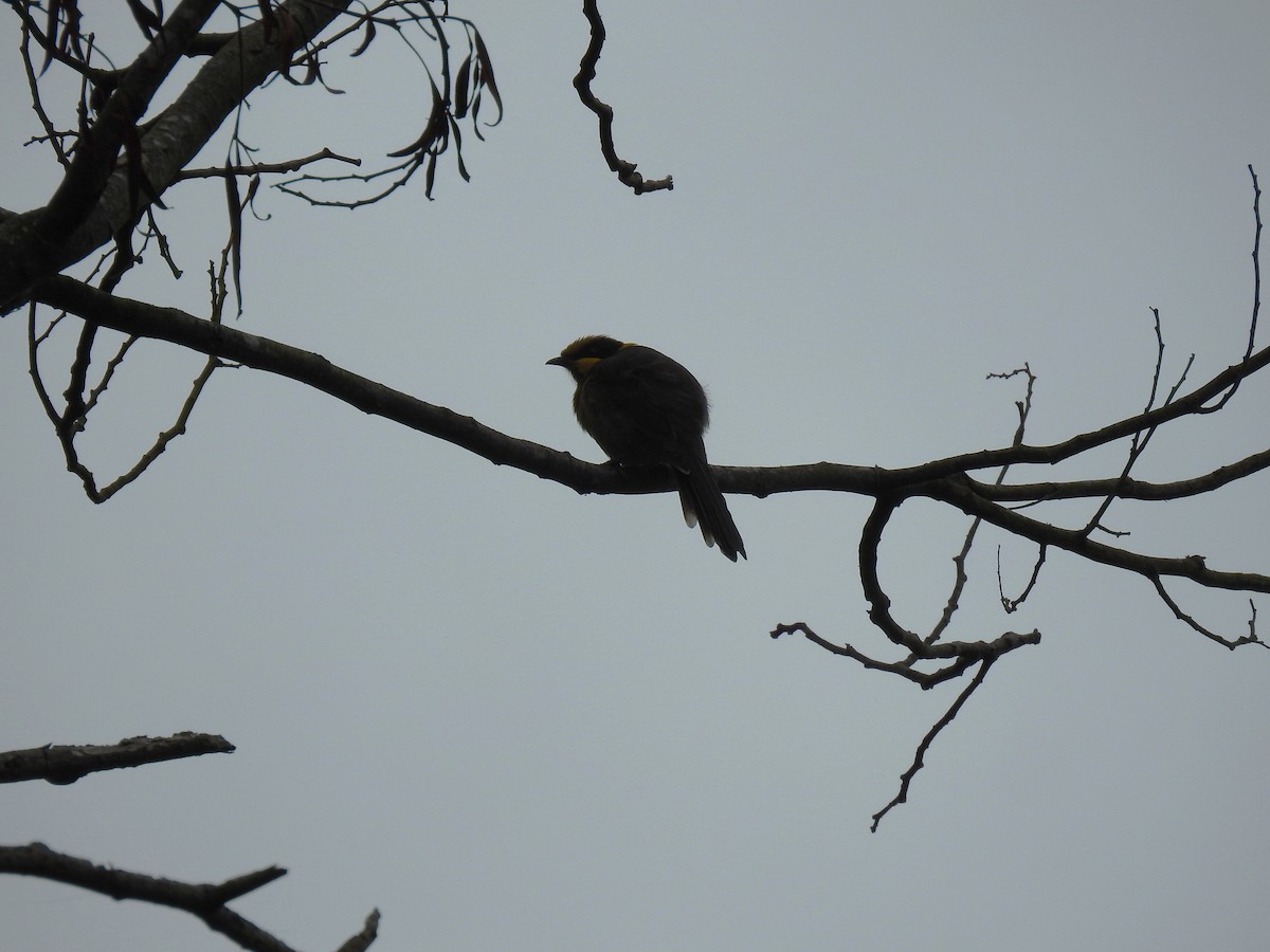 Yellow-tufted Honeyeater - ML631993856