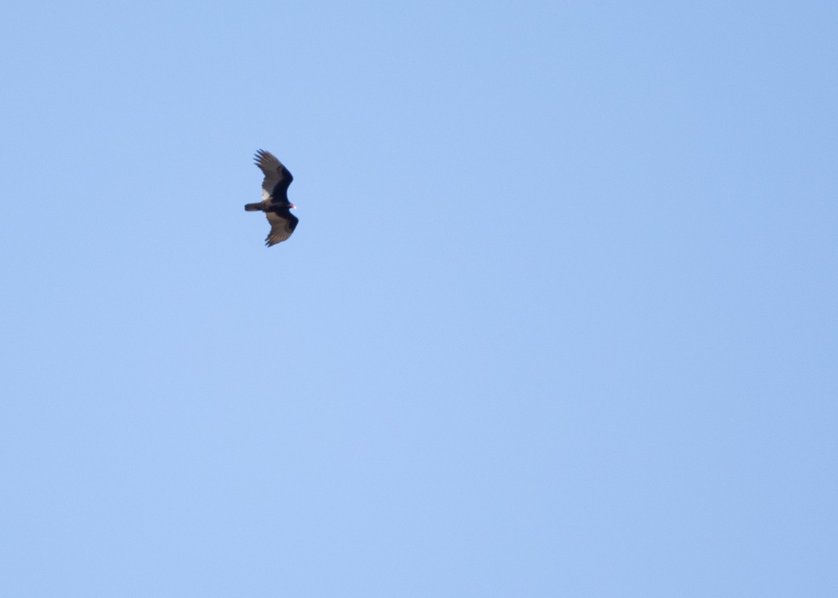 Turkey Vulture - ML631993859
