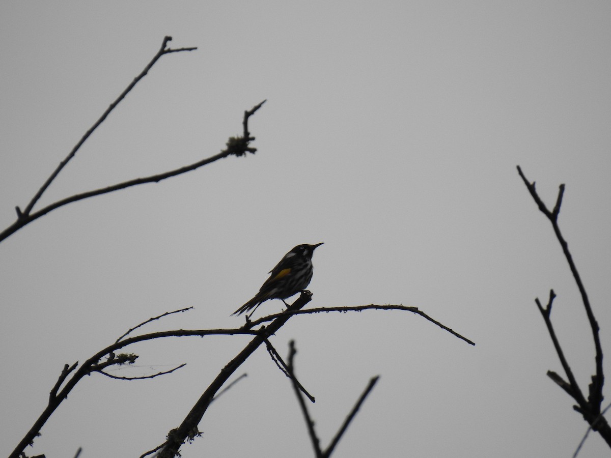 New Holland Honeyeater - ML631993861