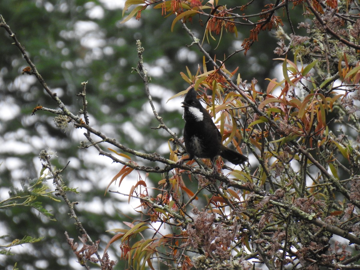 Eastern Whipbird - ML631993868