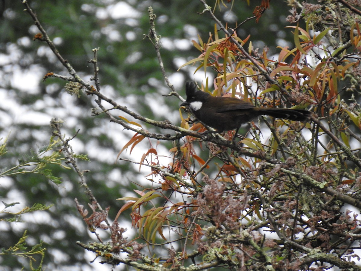 Eastern Whipbird - ML631993869