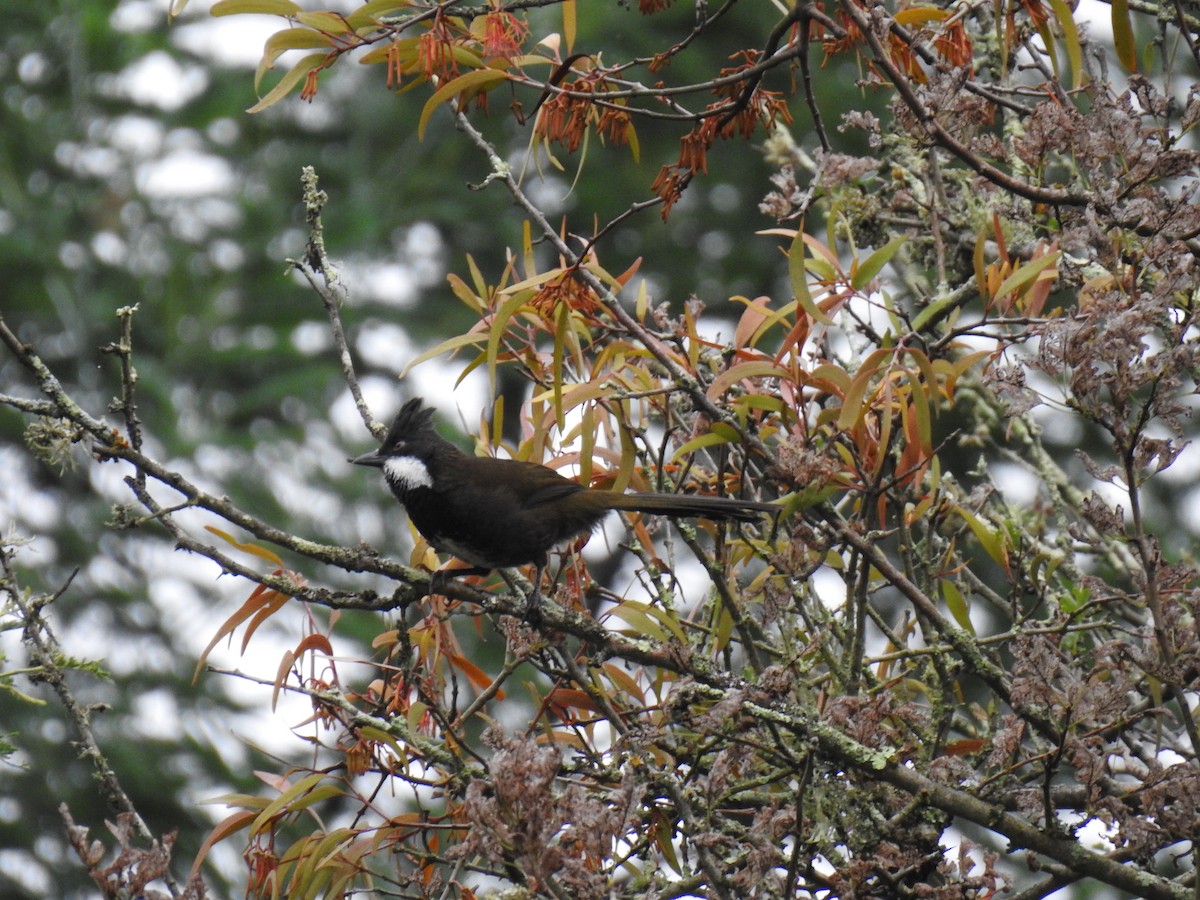 Eastern Whipbird - ML631993870