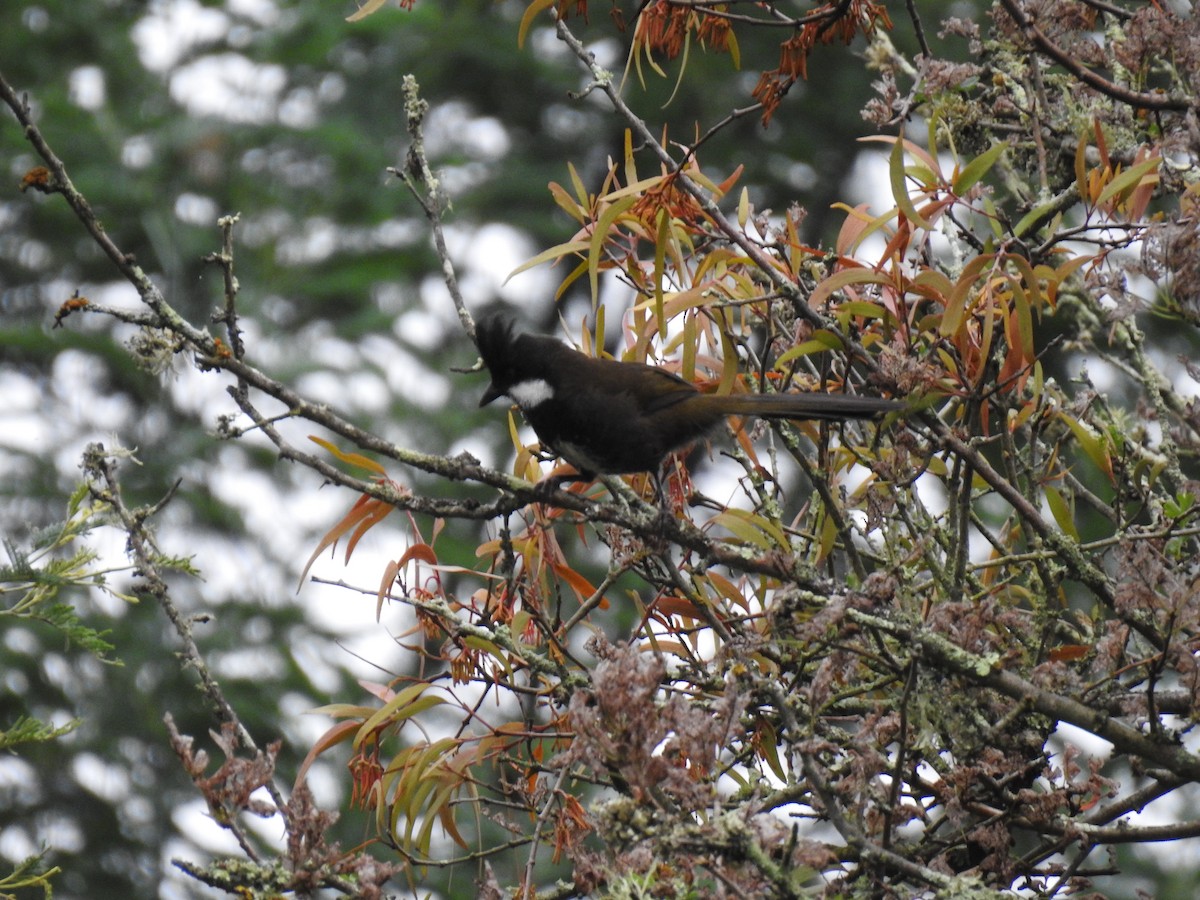 Eastern Whipbird - ML631993871