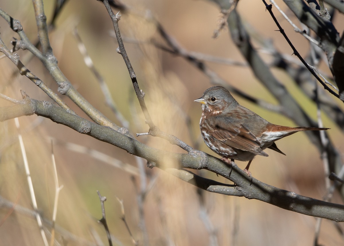 Fox Sparrow - ML631993872