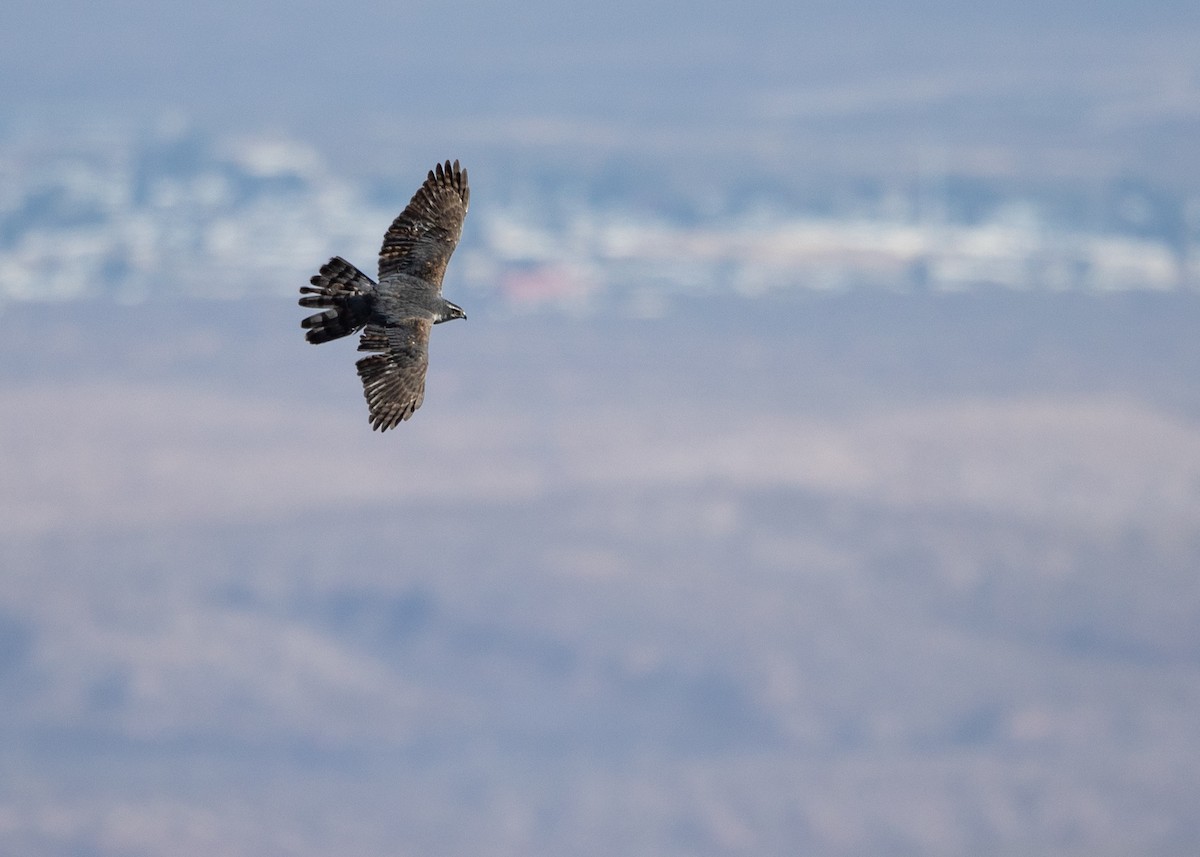 American Goshawk - ML631993908