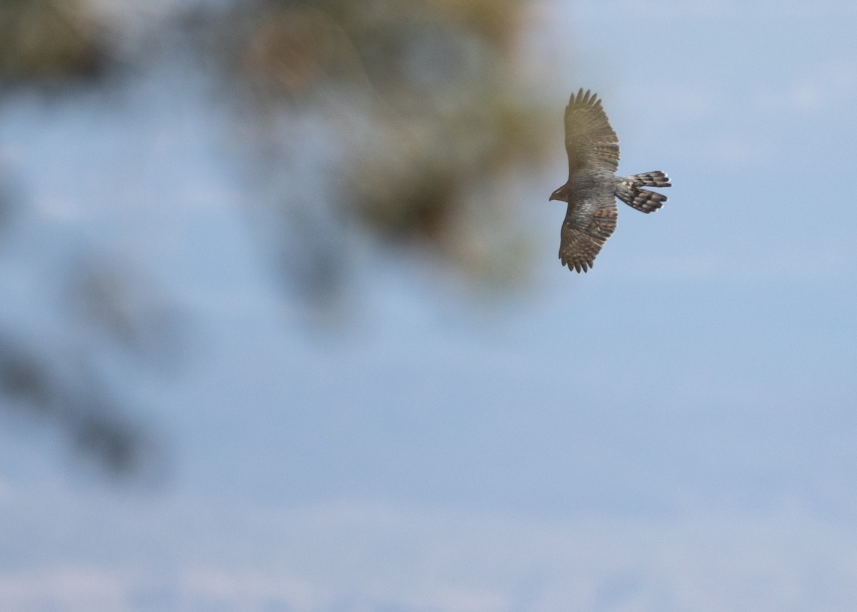 American Goshawk - ML631993909