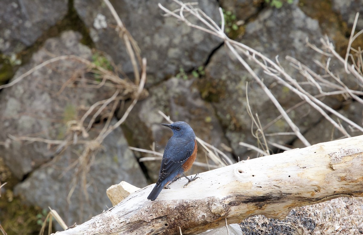 Blue Rock-Thrush - ML631993920