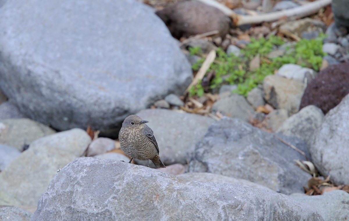 Blue Rock-Thrush - ML631993960